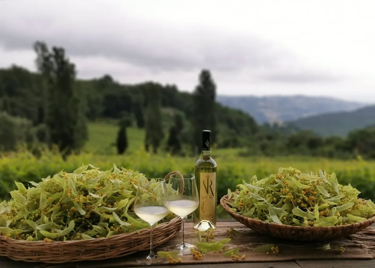 Visitez un domaine viticole et dégustez 6 vins