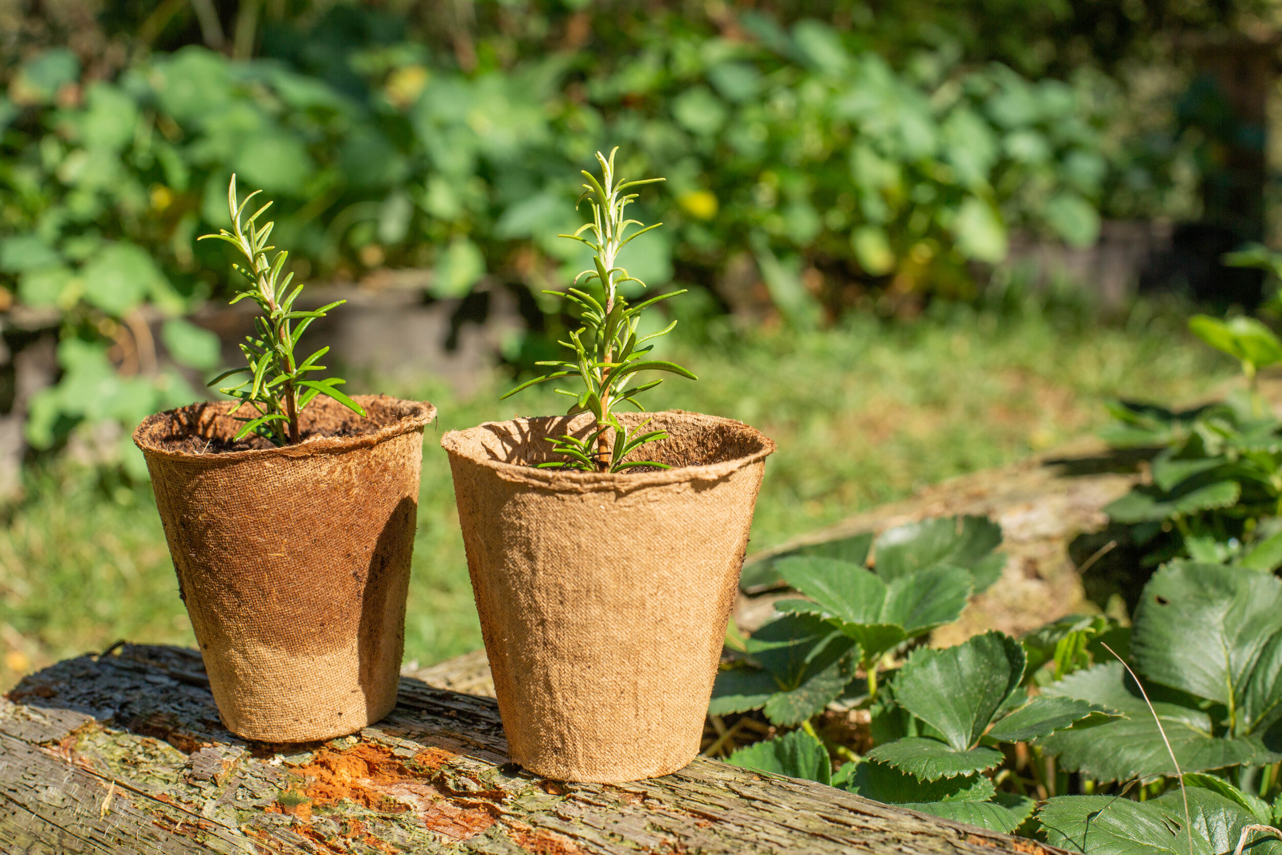 Wecandoo - Cultivez votre potager en permaculture