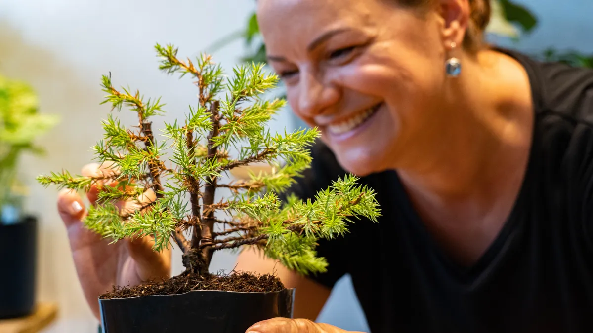 Réalisez votre bonsaï