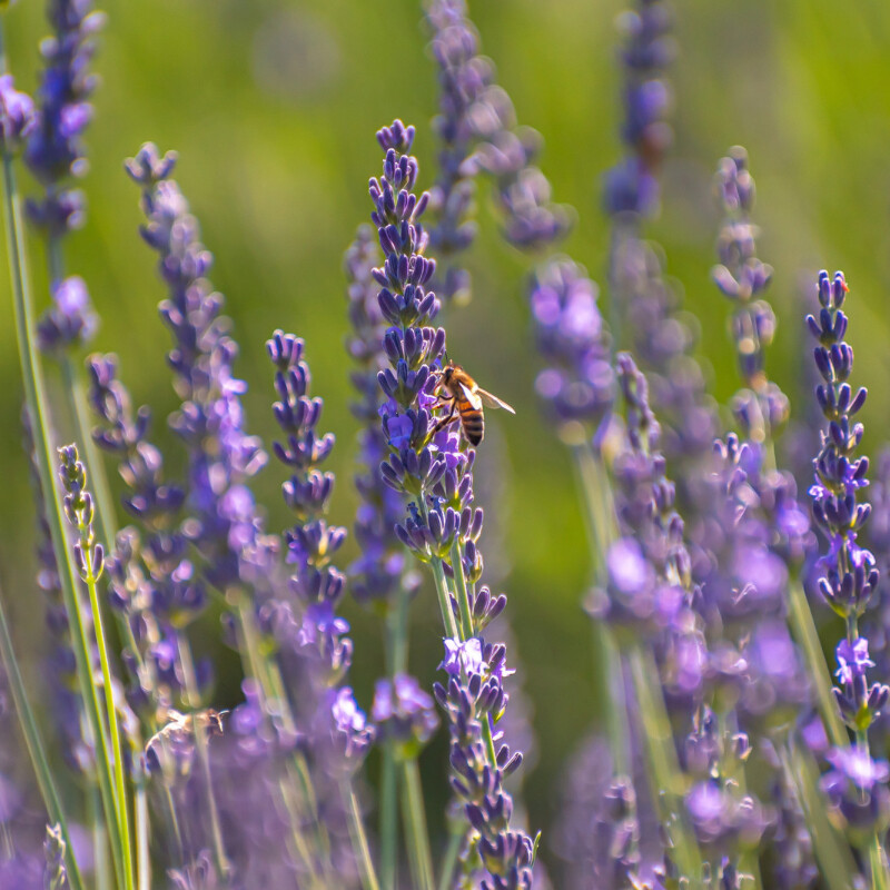 Wecandoo - Initiez-vous à l'apiculture