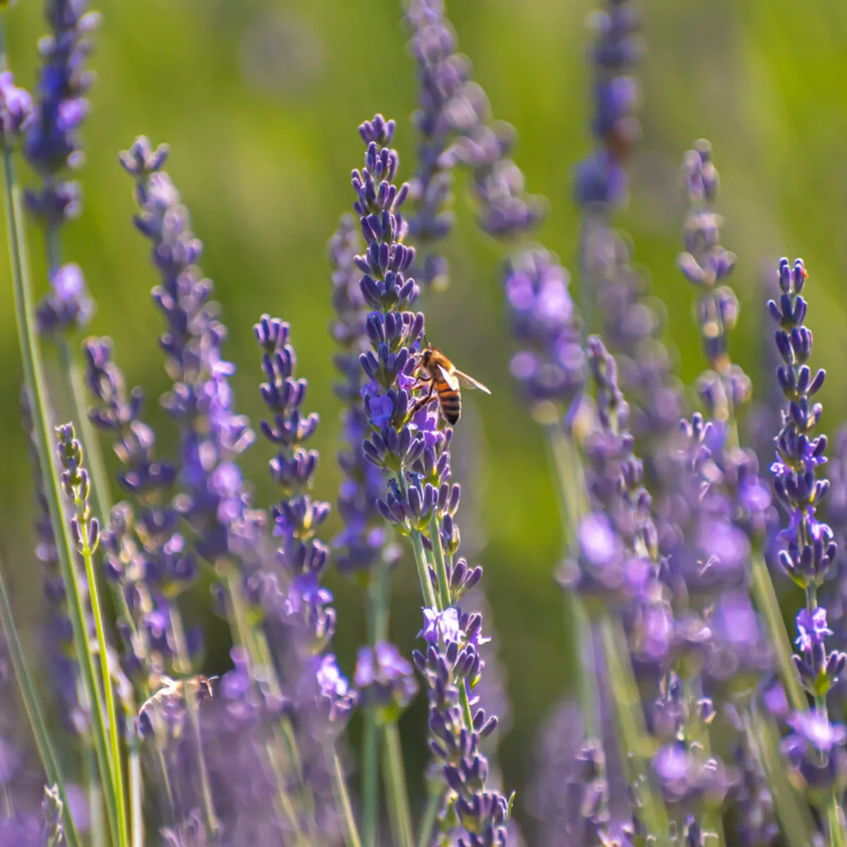 Initiez-vous à l'apiculture