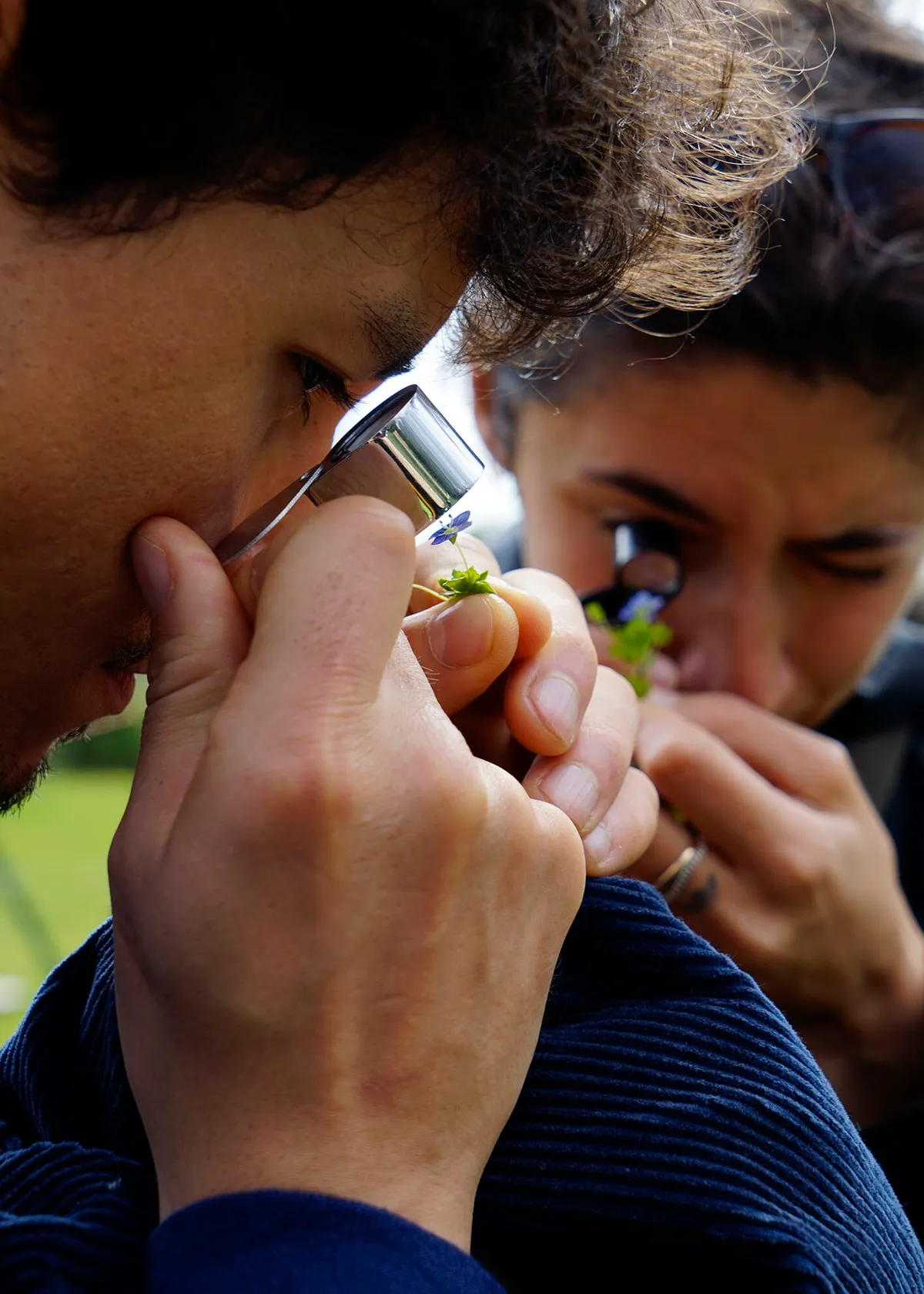 Découvrez les plantes comestibles