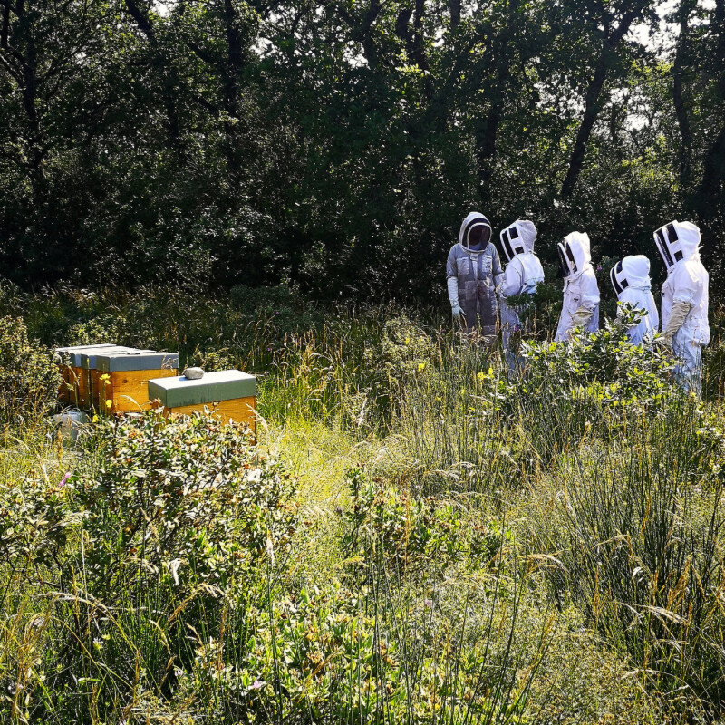 Initiez-vous à l'apiculture en groupe