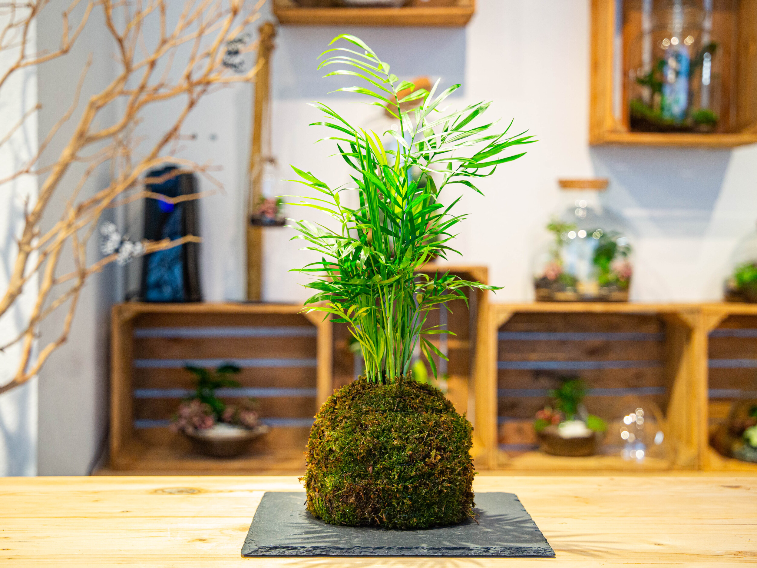 Réalisez votre kokedama