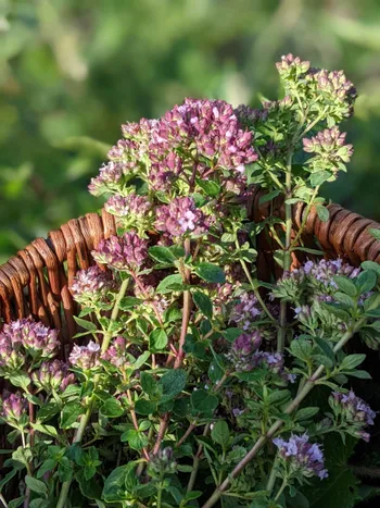 Découvrez les plantes sauvages comestibles