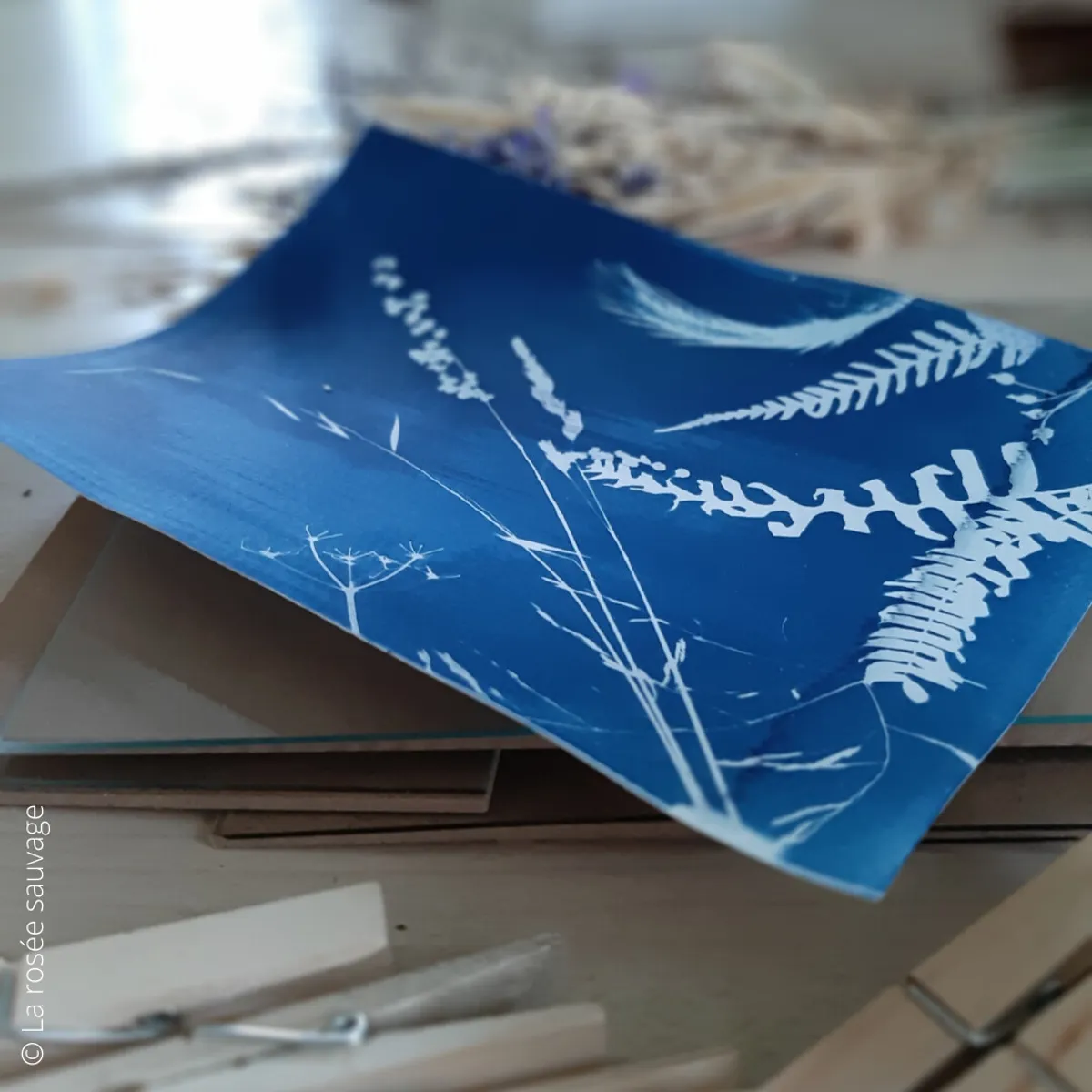 Découvrez le cyanotype