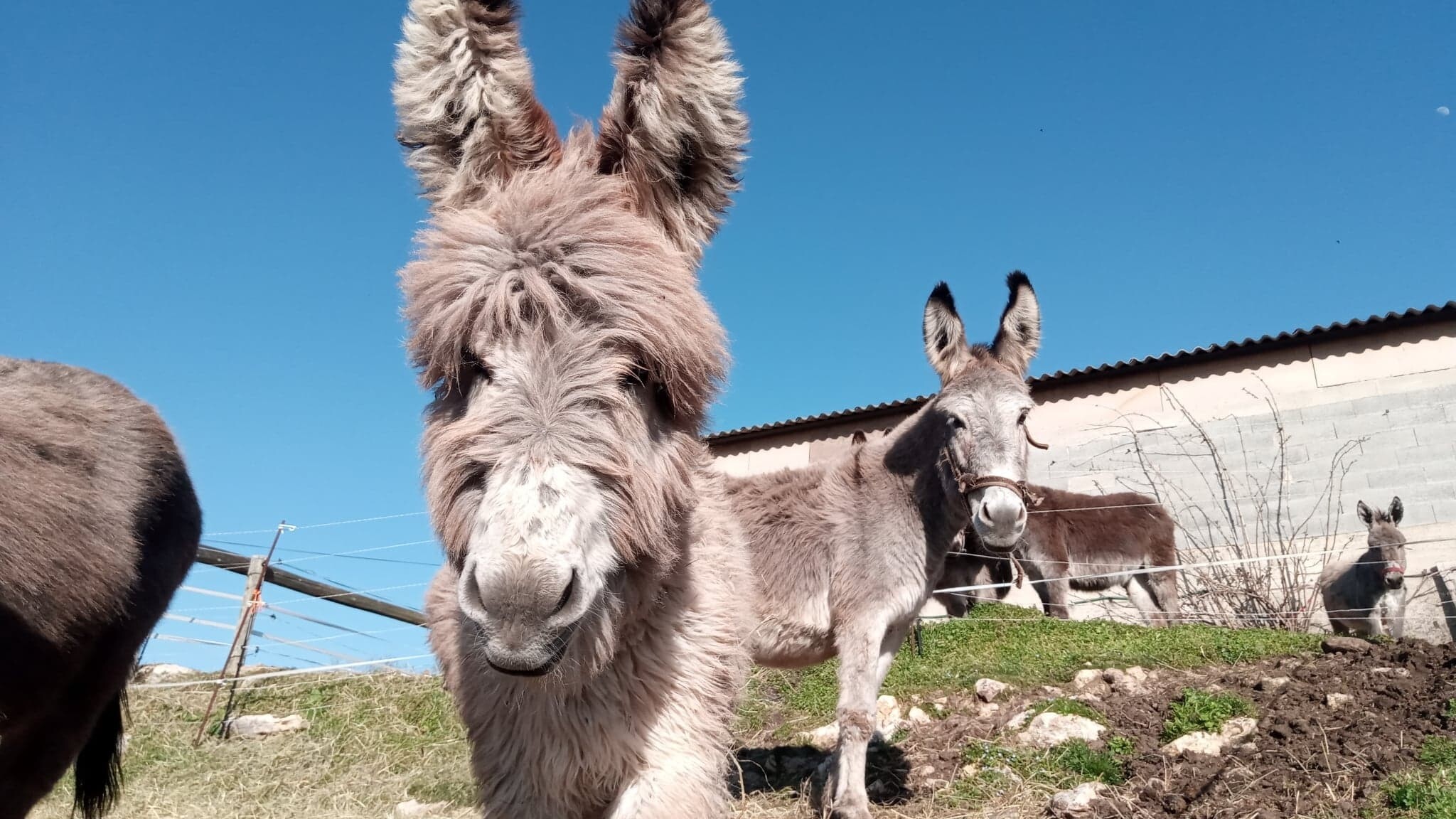 Réalisez votre savon au lait d'ânesse (500 g)