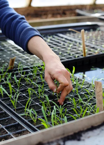 Apprenez à récolter et à produire vos graines