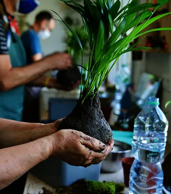 Créez votre kokedama en groupe
