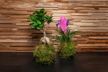 Fabriquez votre kokedama