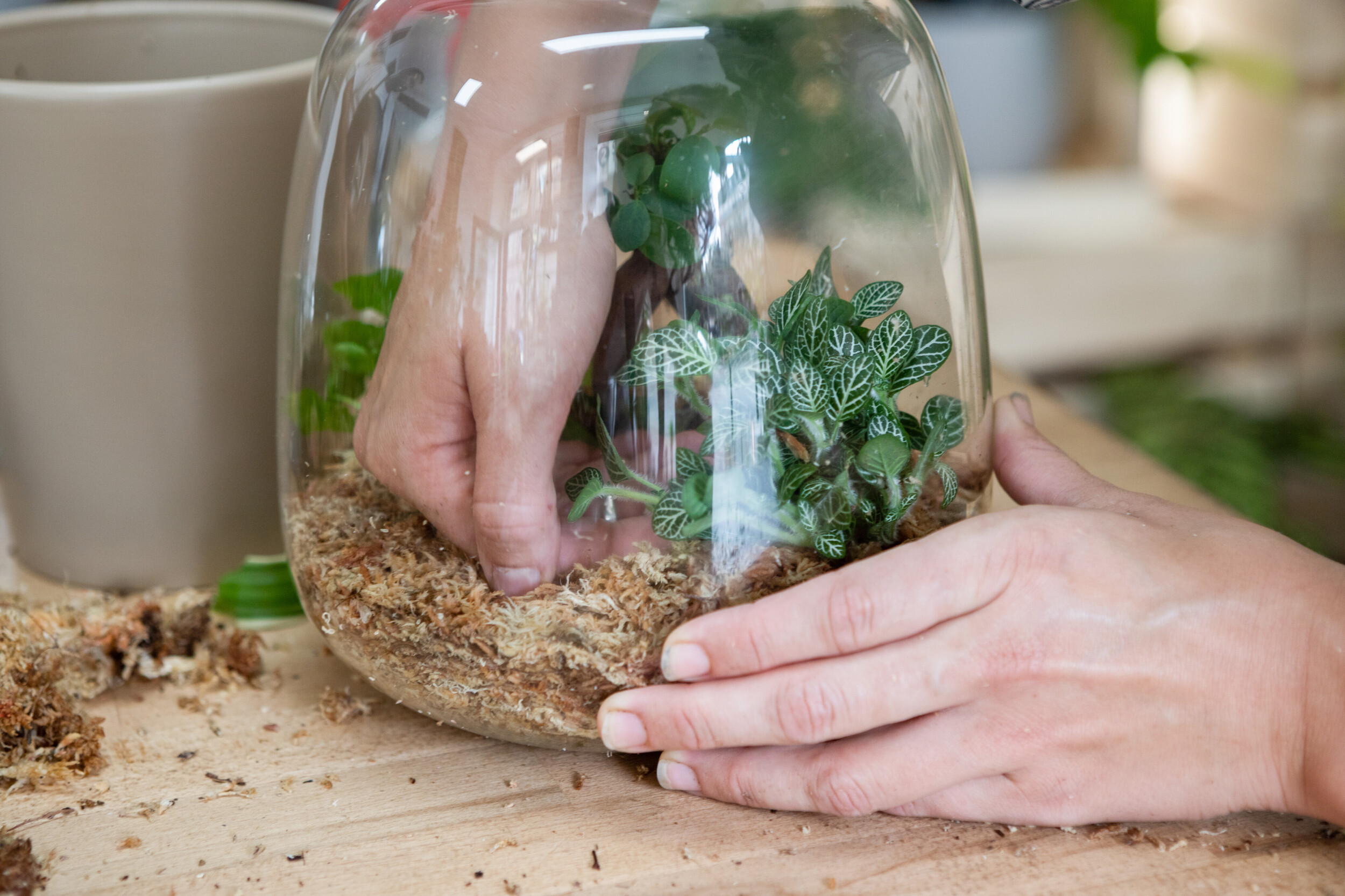Réalisez votre terrarium taille M en groupe