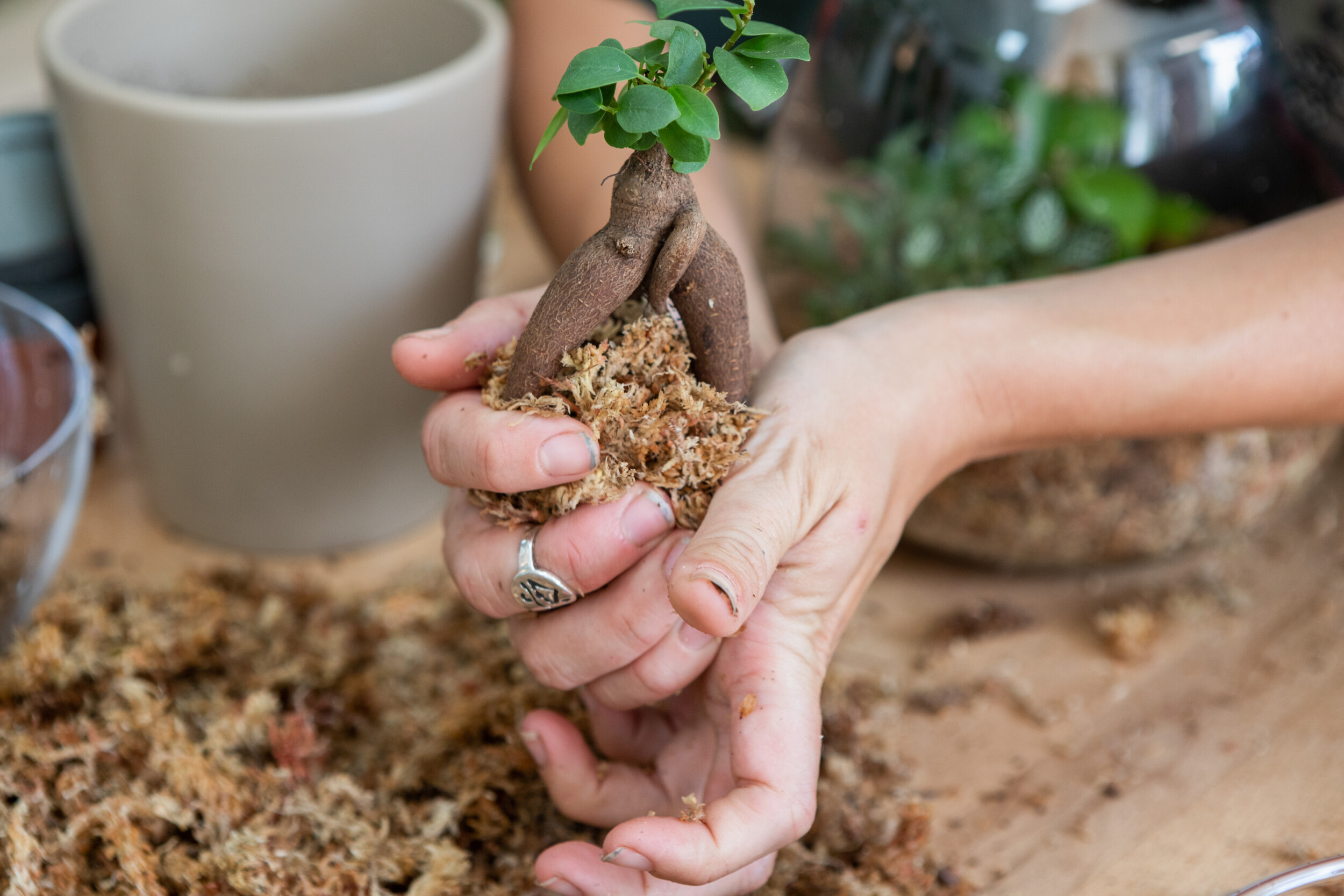 Réalisez votre terrarium taille L en groupe