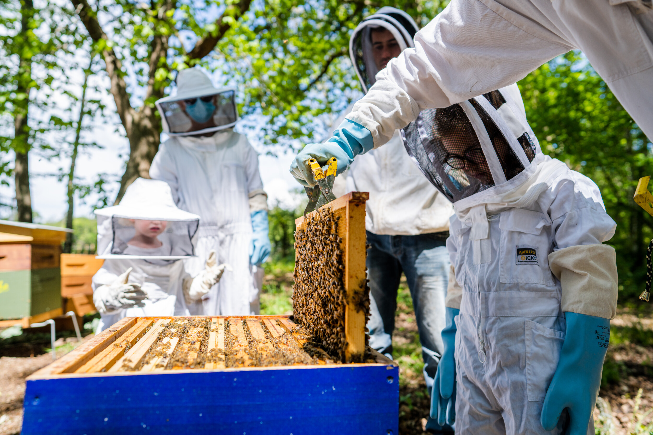 Initiez-vous à l'apiculture en groupe