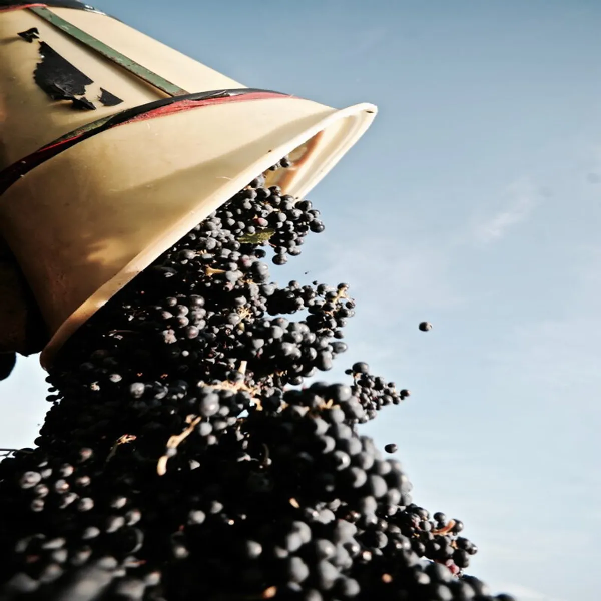 Passez la journée dans la peau d'un vigneron