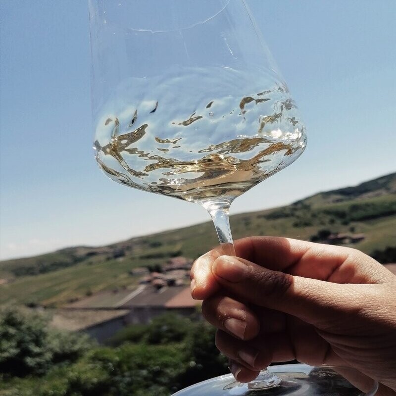 Dégustez des vins bio in-situ dans les vignes