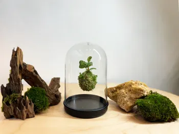 Wecandoo - Réalisez votre kokedama sous cloche type terrarium
