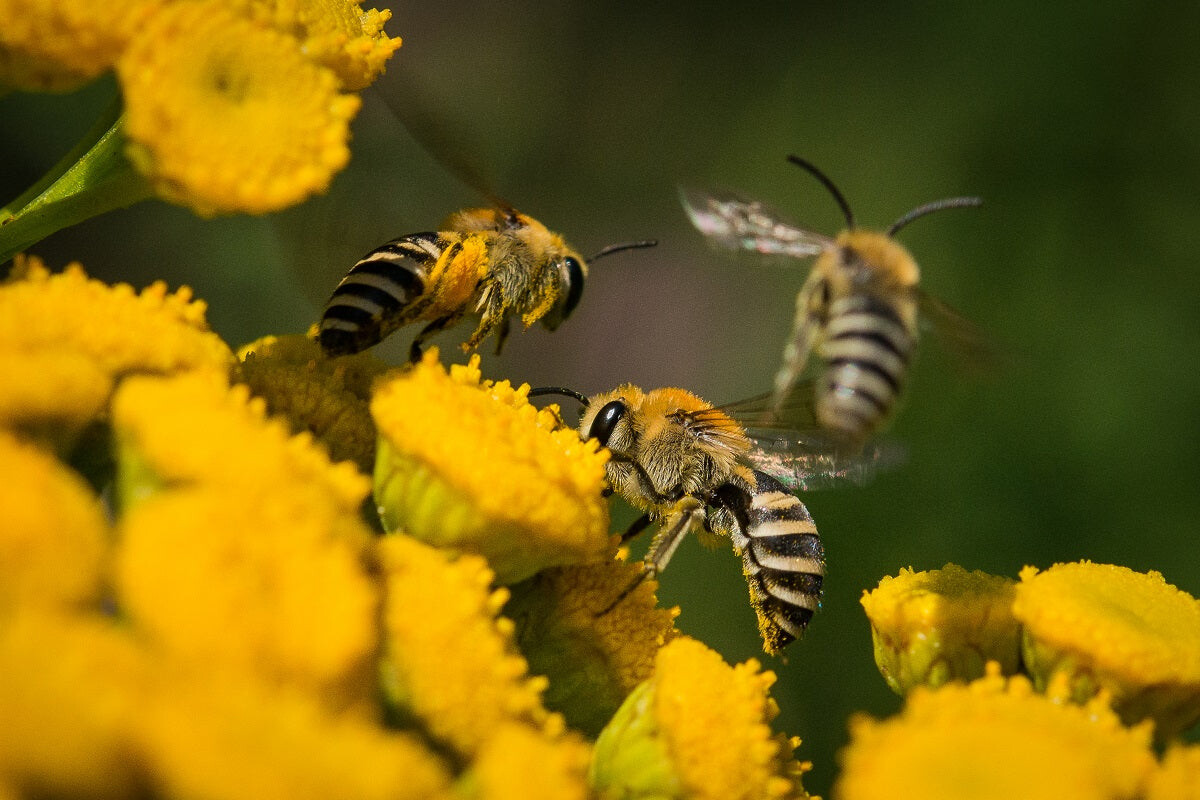 Initiez-vous à l'apiculture à Annecy