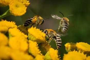 Initiez-vous à l'apiculture