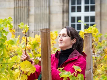 Assemblez votre bouteille de vin dans un domaine