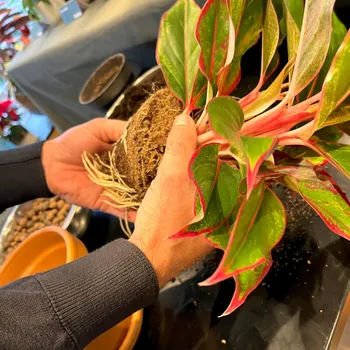 Apprenez à rempoter et à entretenir vos plantes