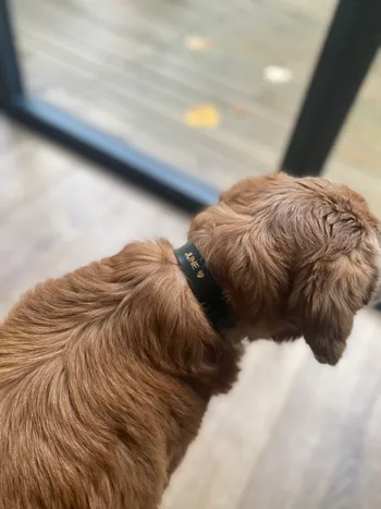 Réalisez votre collier pour chien ou chat