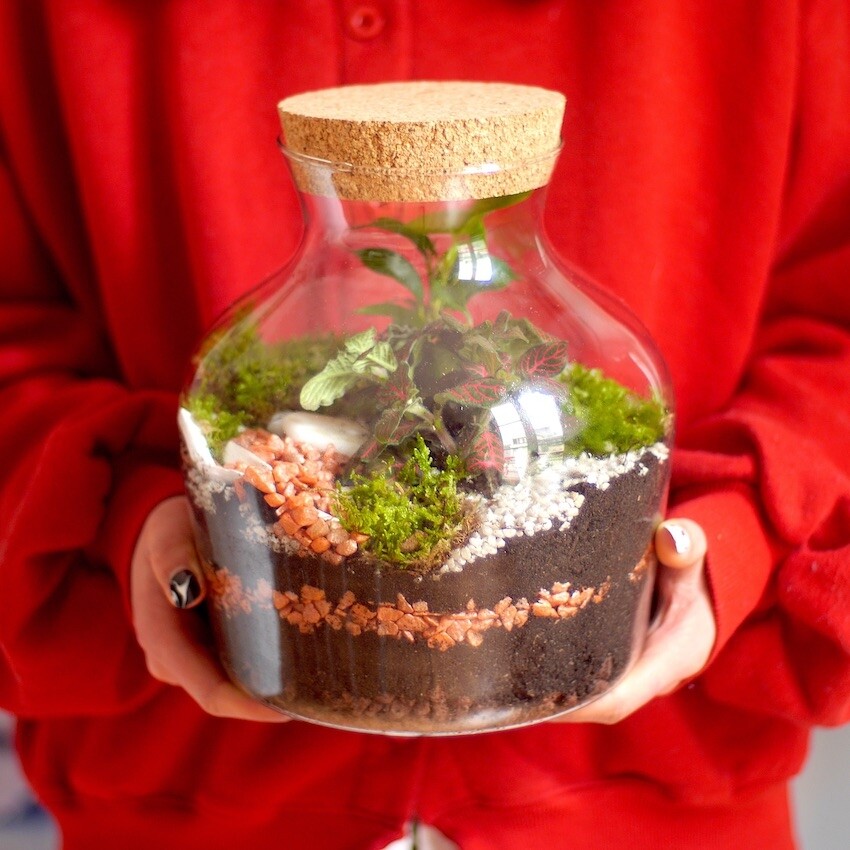 Composez votre terrarium
