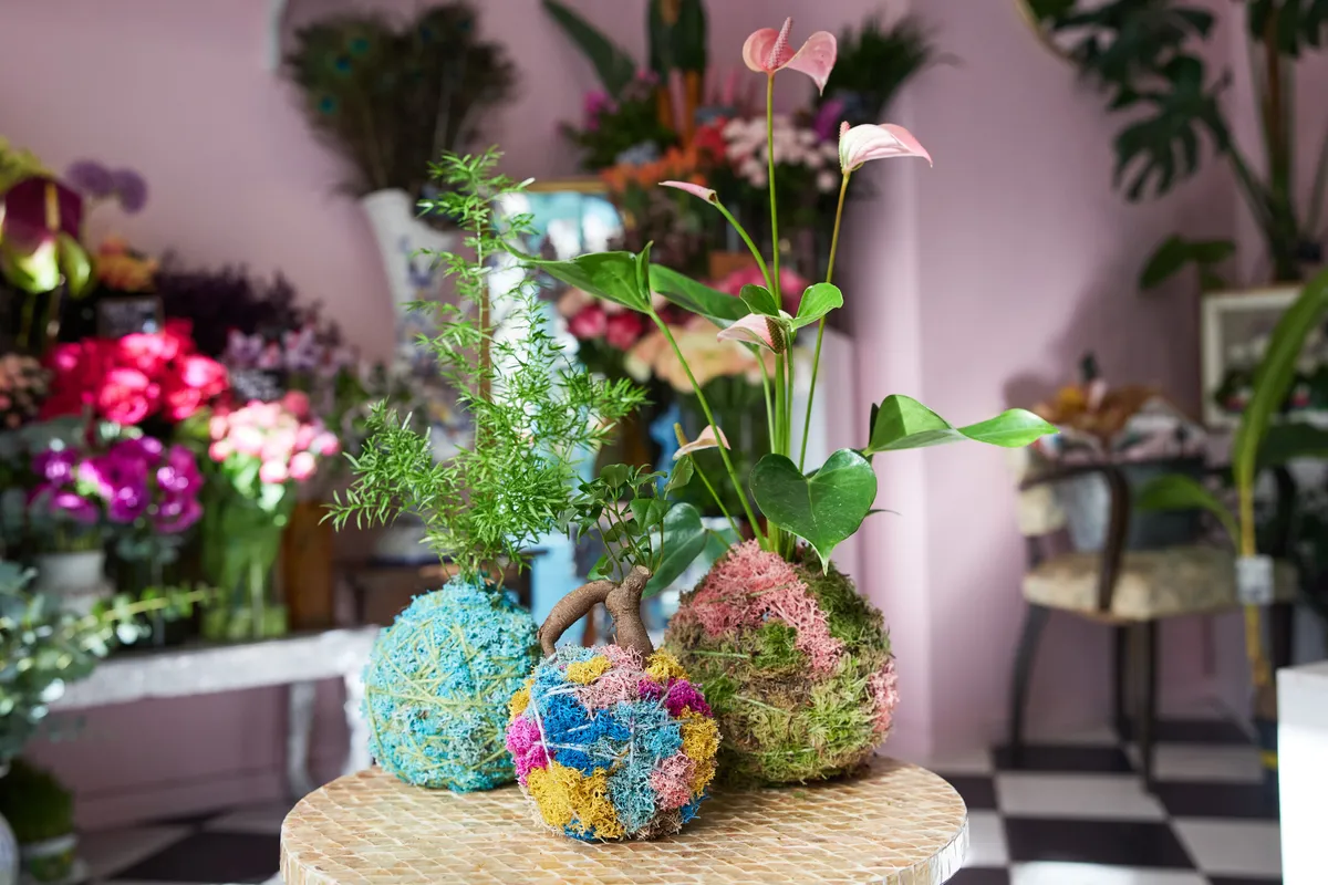 Confectionnez votre kokedama
