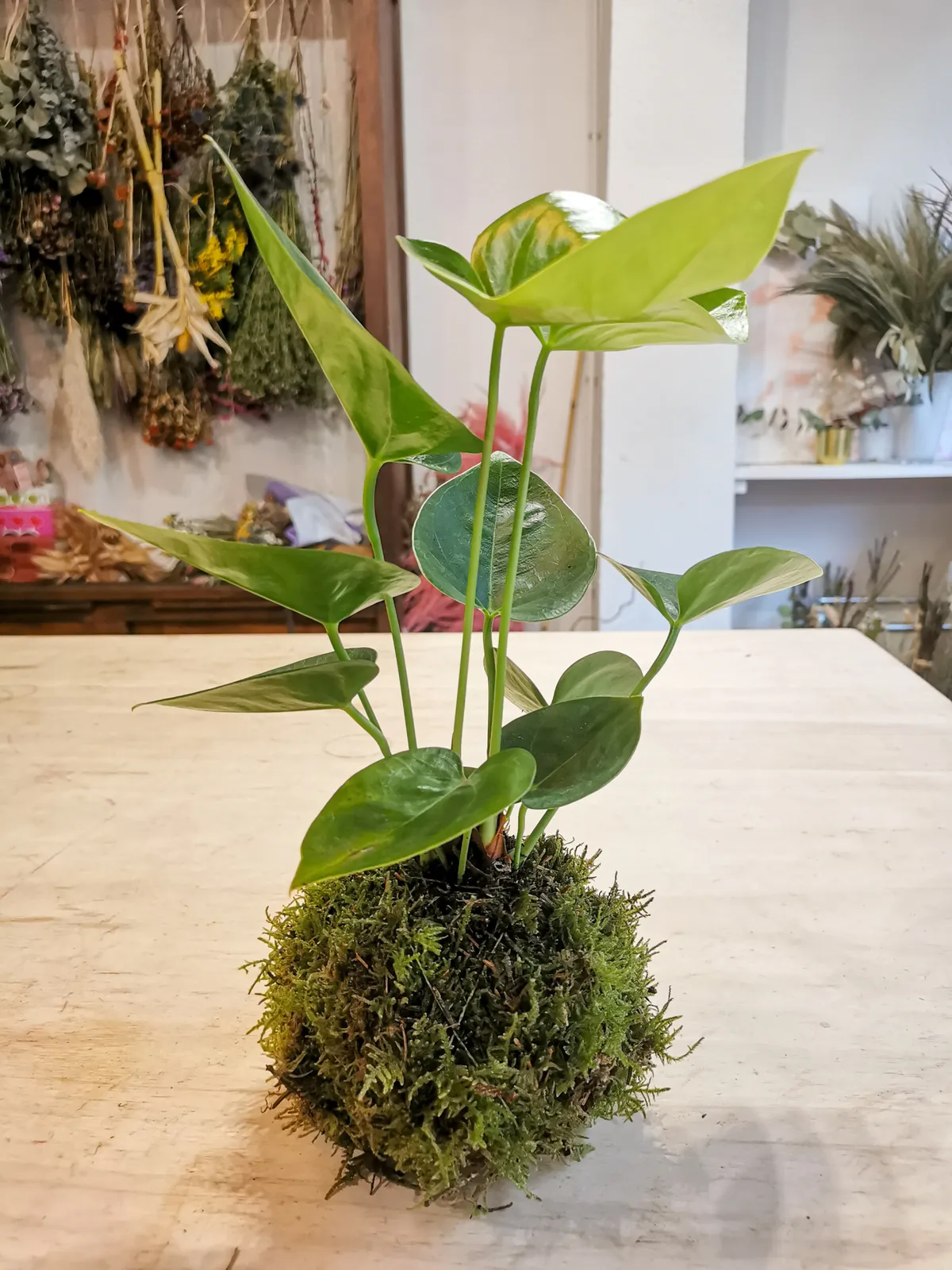Composez votre kokedama