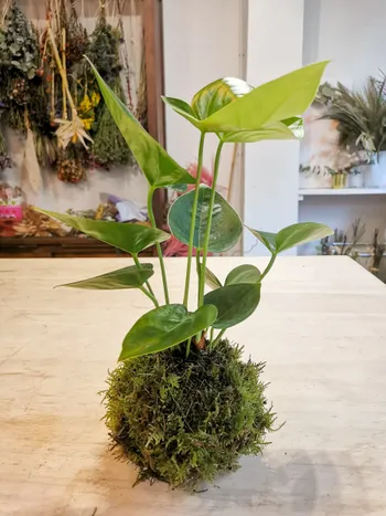 Wecandoo - Composez votre kokedama