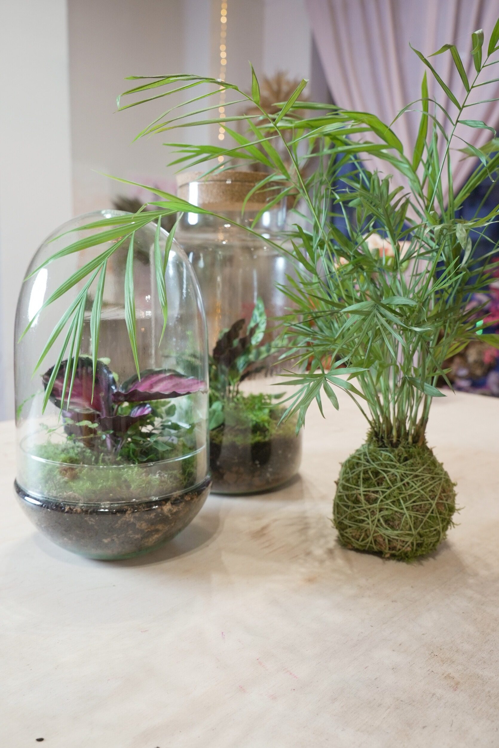 Composez votre grand terrarium