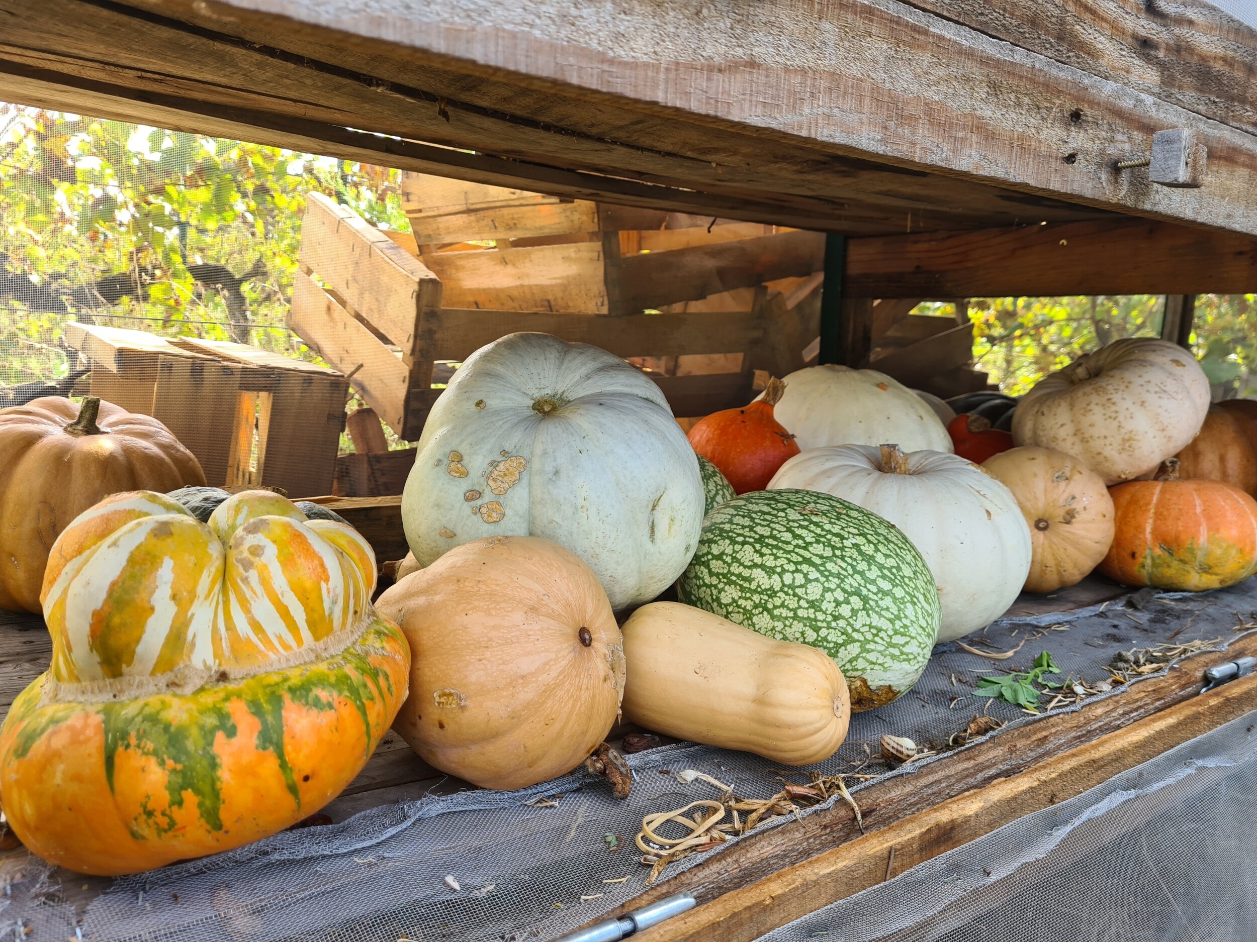 Initiez-vous à la permaculture sur une journée