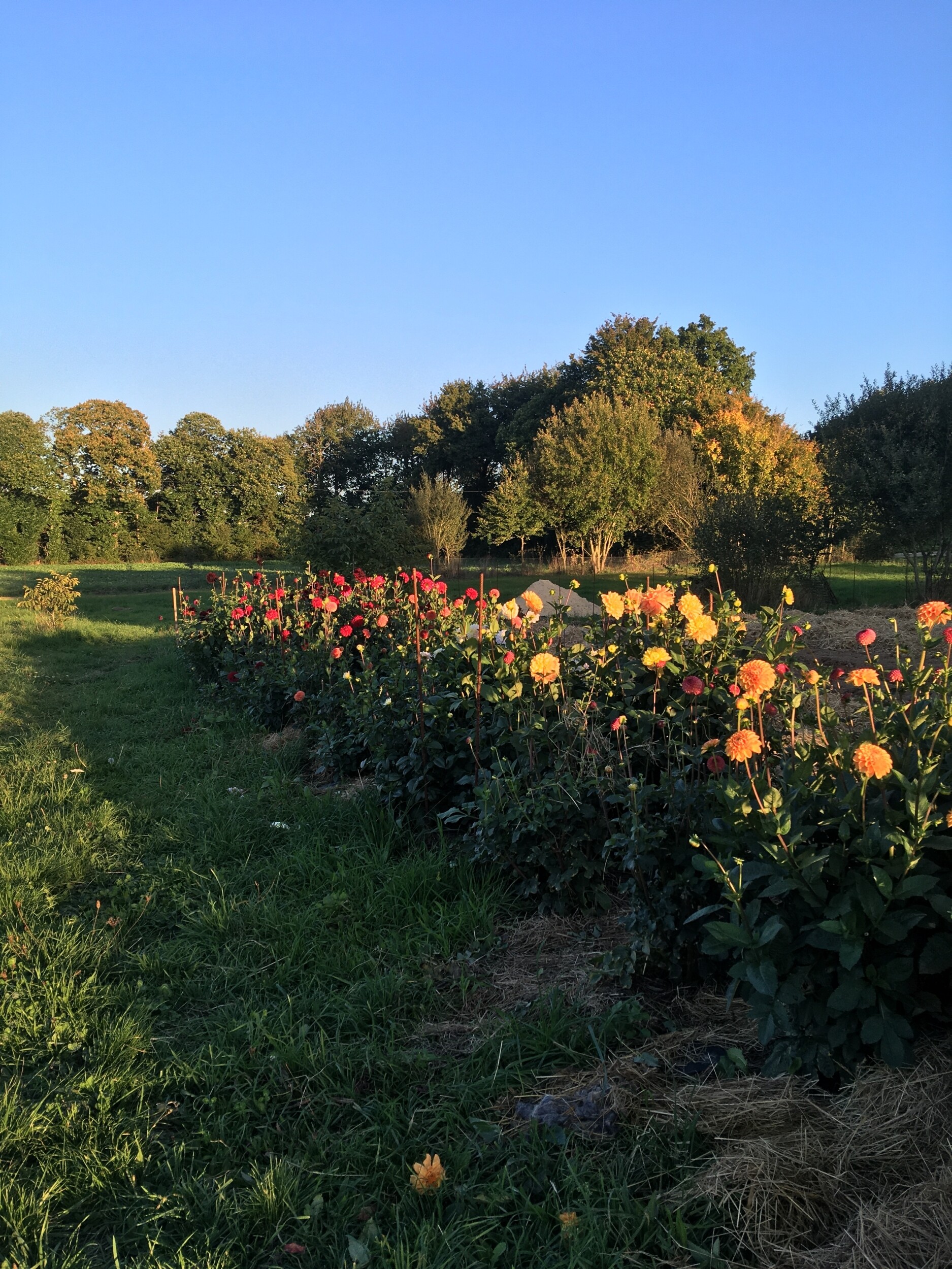 Passez une journée dans une ferme florale