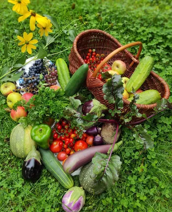 Initiez-vous à la permaculture