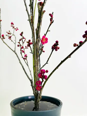 Initiez-vous à l'ikebana