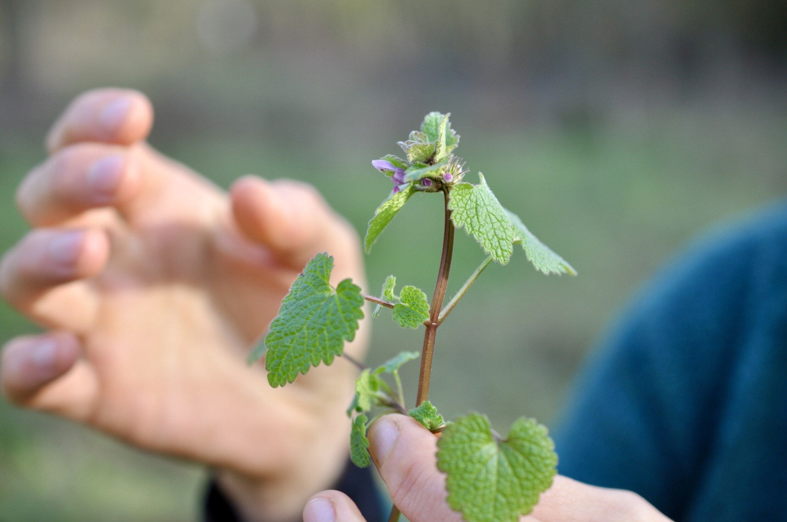 Découvrez les plantes sauvages comestibles