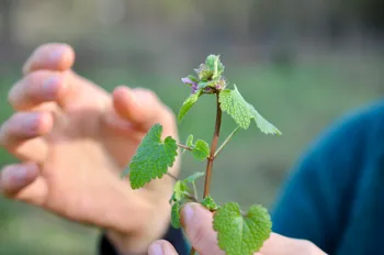 Découvrez les plantes sauvages comestibles