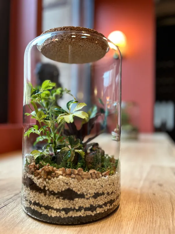 Réalisez votre terrarium - Image n°4 - Wecandoo