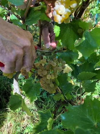 Initiez-vous à la viticulture dans un domaine