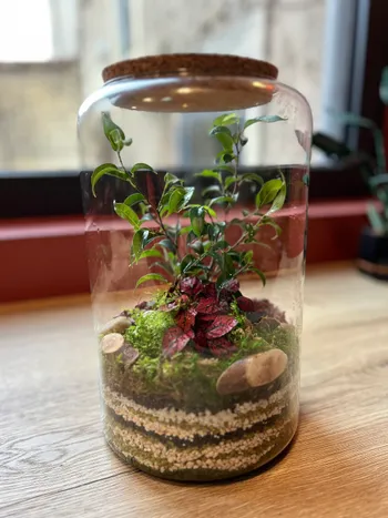 Réalisez votre terrarium