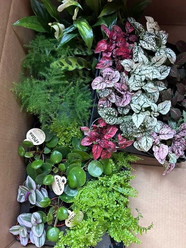 Réalisez votre terrarium - Image n°3 - Wecandoo