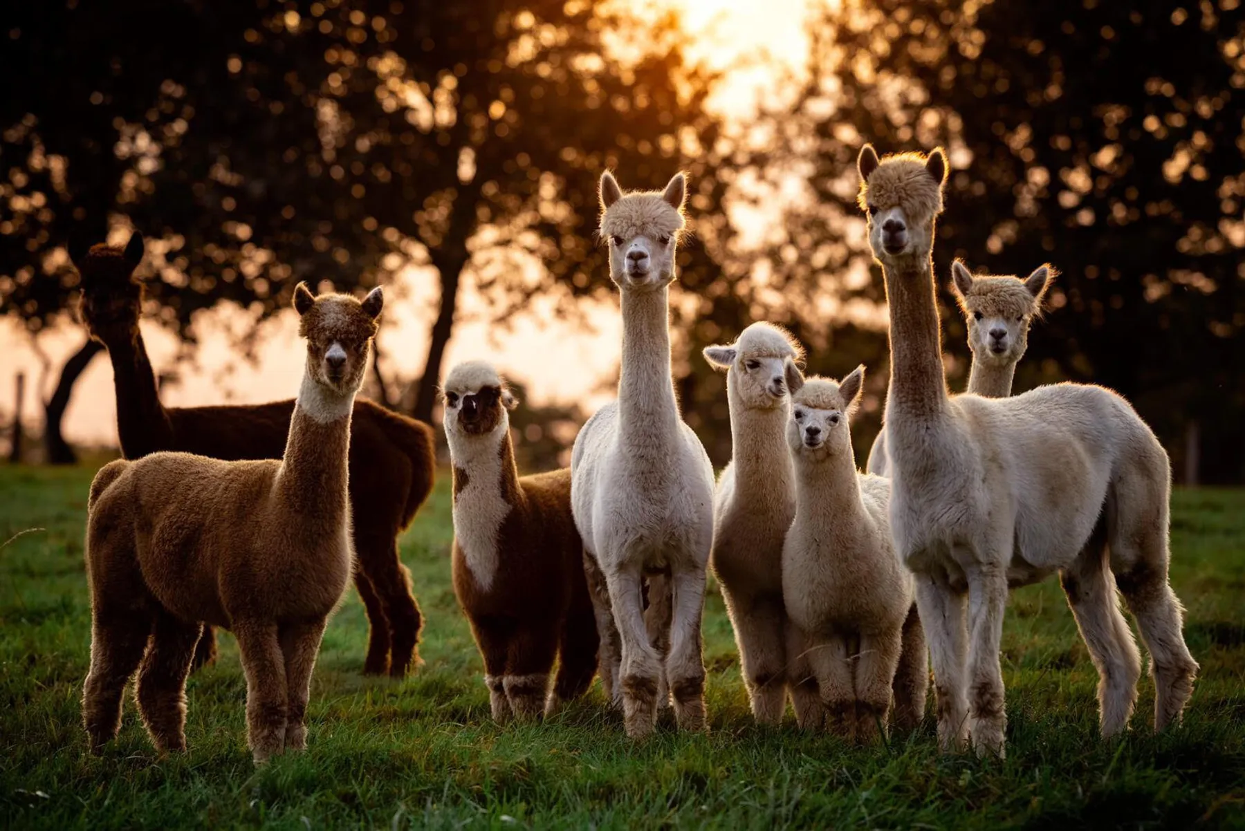 Découvrez un élevage d'alpagas et créez un petit objet en laine - Image n°1 - Wecandoo