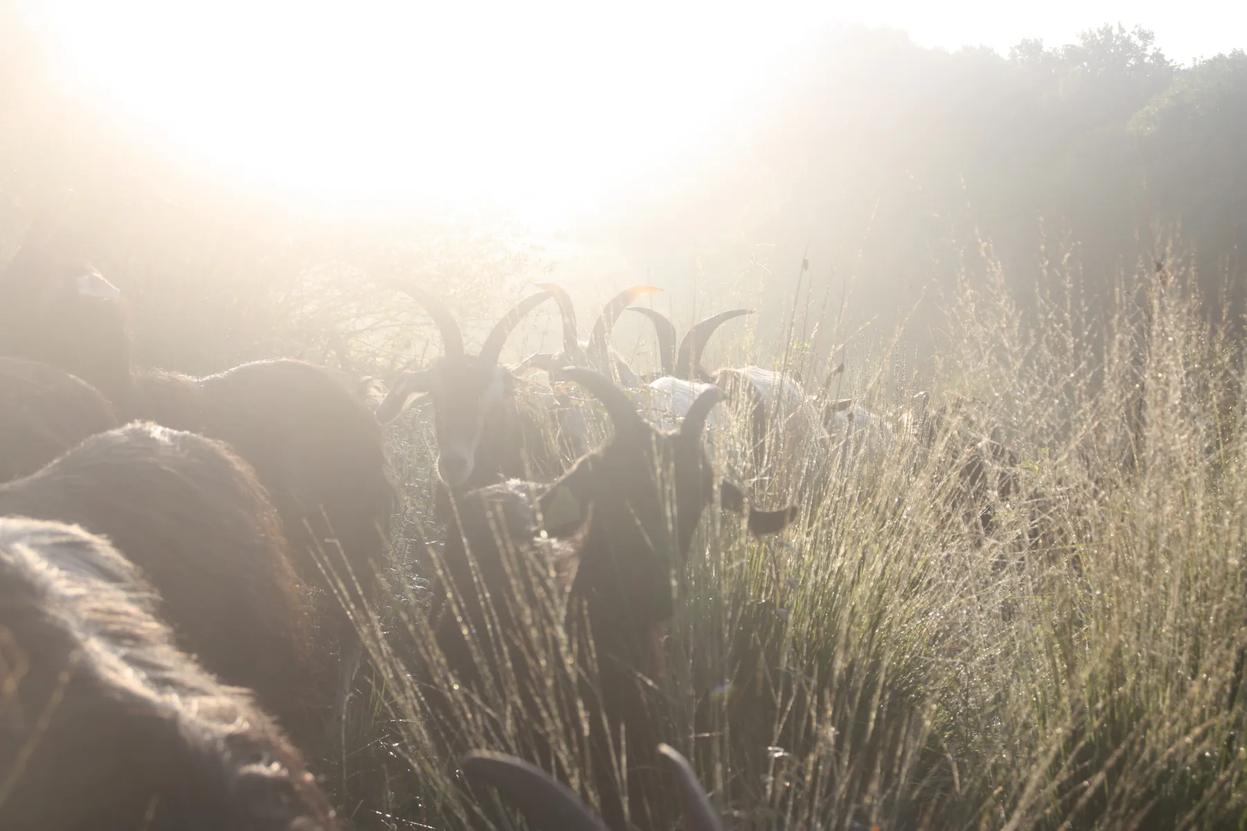 Fabriquez votre fromage de chèvre - Image n°2 - Wecandoo