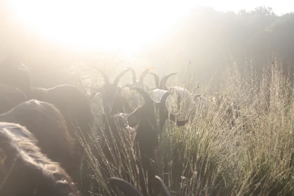 Fabriquez votre fromage de chèvre - Image n°2 - Wecandoo