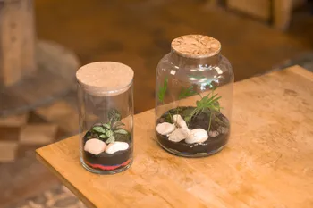 Réalisez votre petit terrarium dans votre lieu