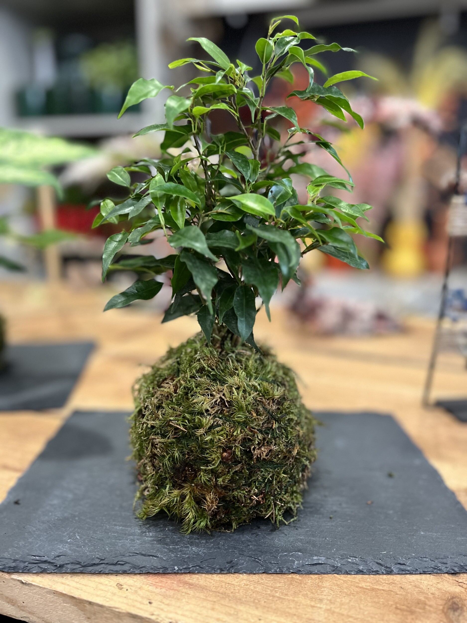 Réalisez votre kokedama