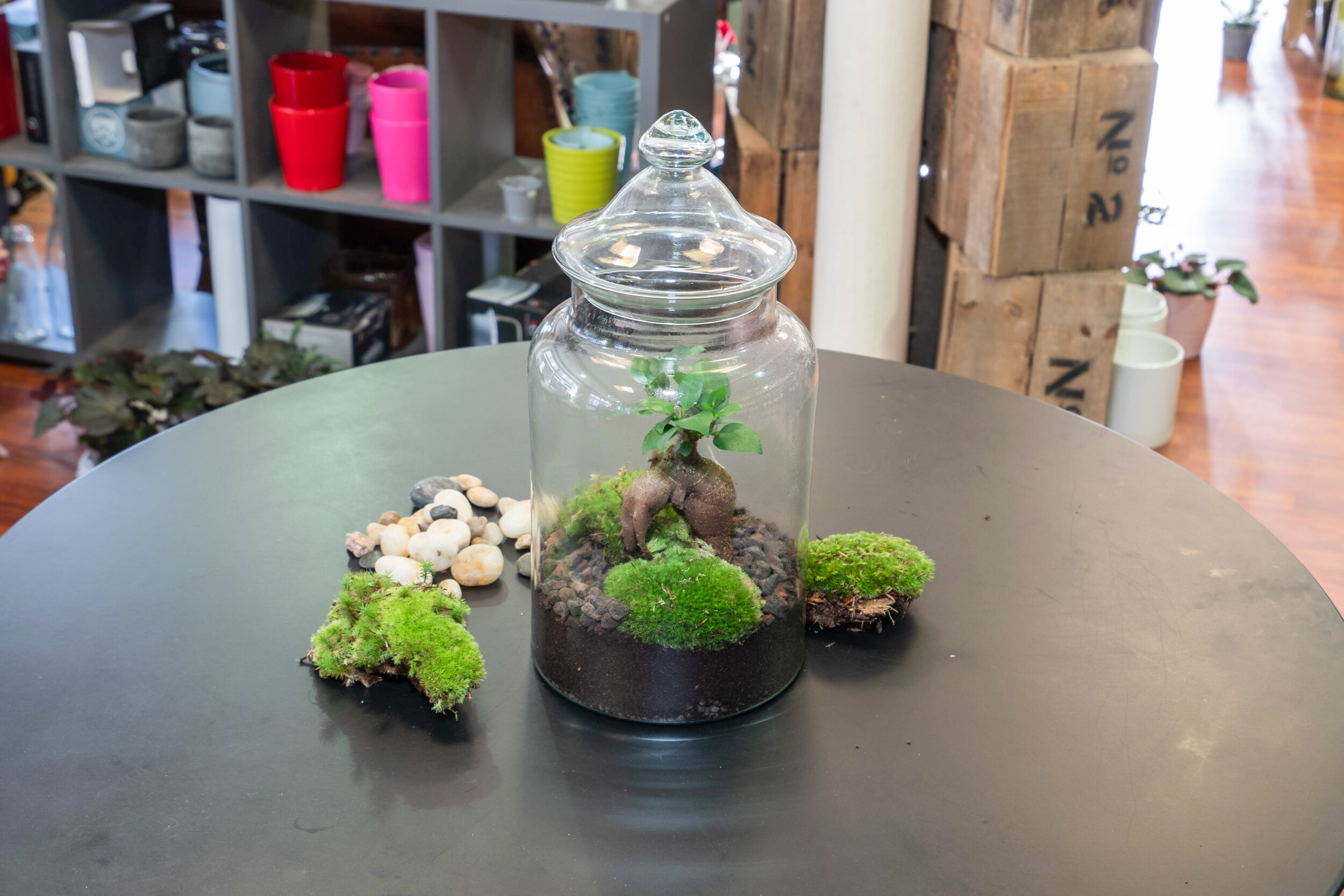 Créez votre terrarium