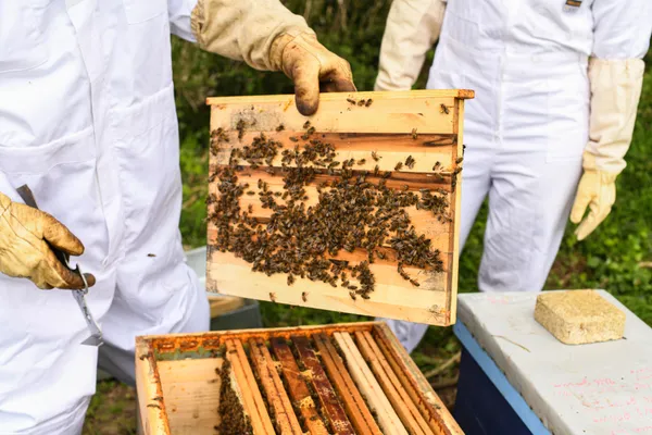Initiez-vous à l'apiculture en duo avec votre enfant et avec Mathias - Image n°4 - Wecandoo