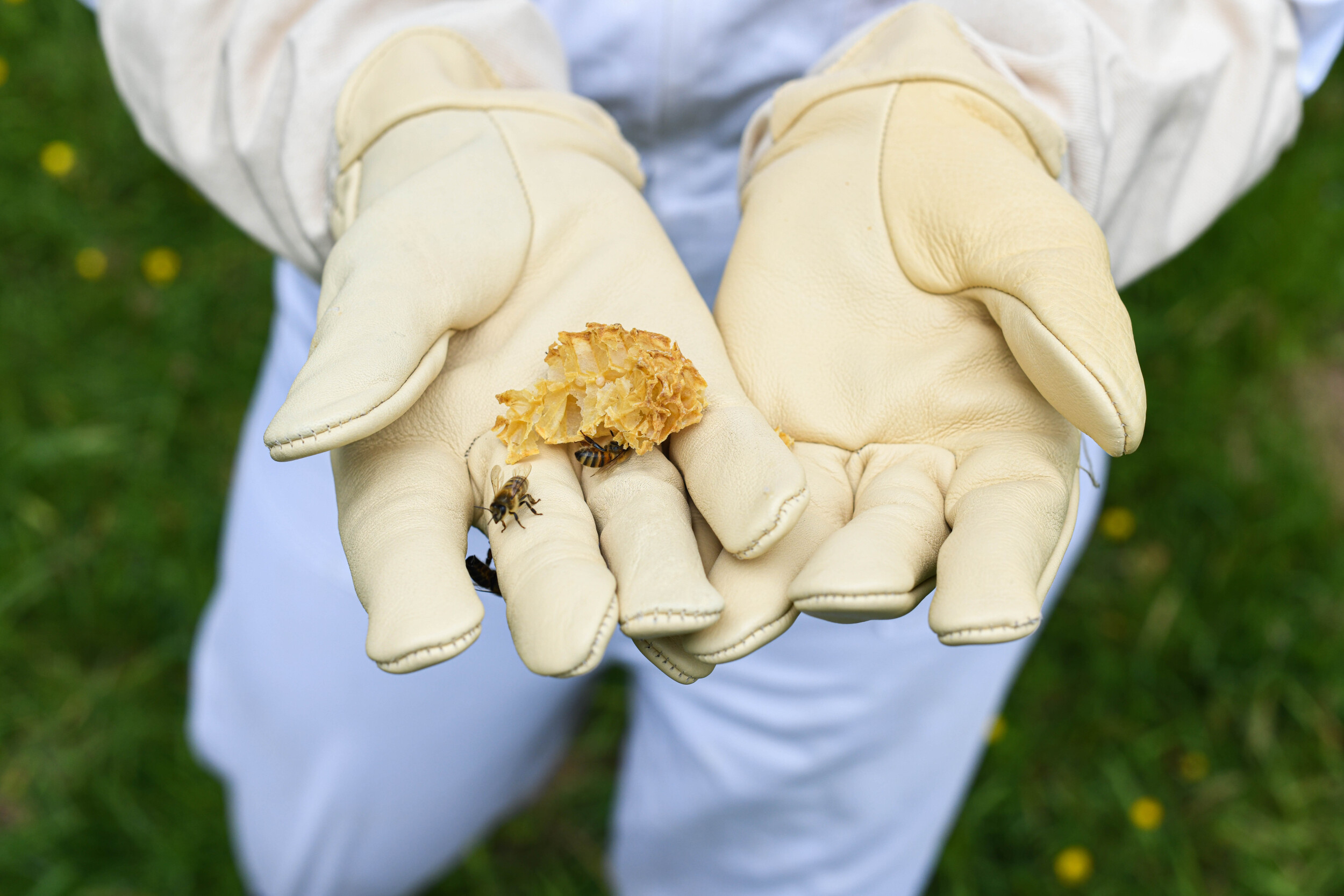 Découvrez l'apiculture en duo avec votre enfant
