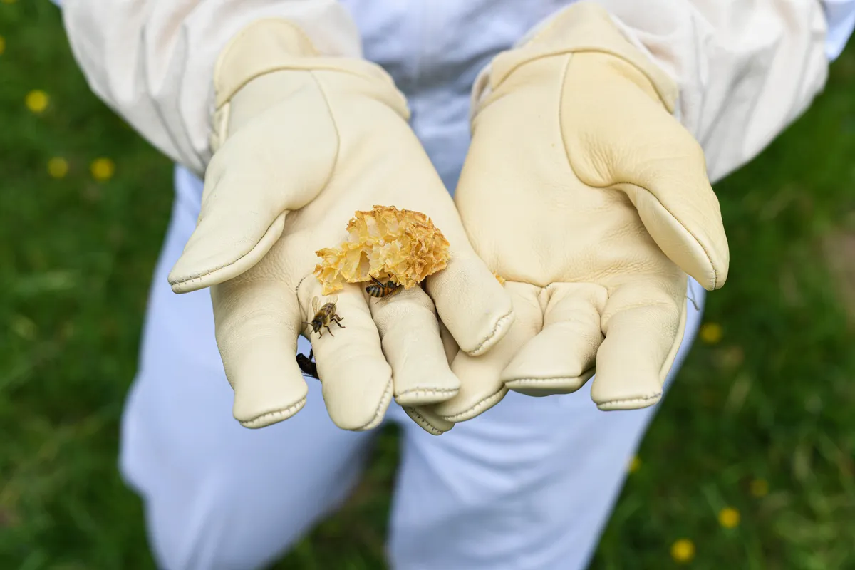 Découvrez l'apiculture en duo avec votre enfant