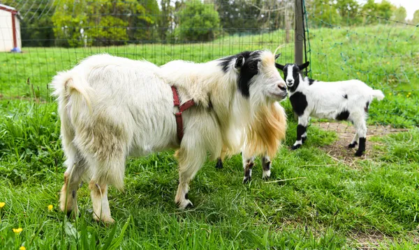 Dégustez des miels bretons, francais et rares avec Mathias - Image n°3 - Wecandoo
